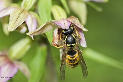 Gewone wesp - Vespula vulgaris .JPG
