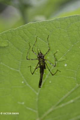Weidebeekjuffer - Calopteryx splendens exuvium.JPG