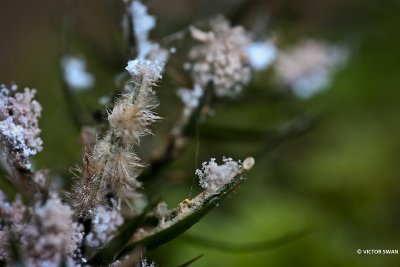 Chromelosporium carneum.JPG