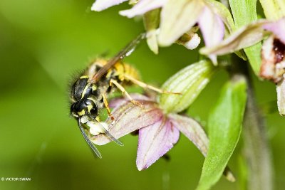 Gewone wesp - Vespula vulgaris.JPG