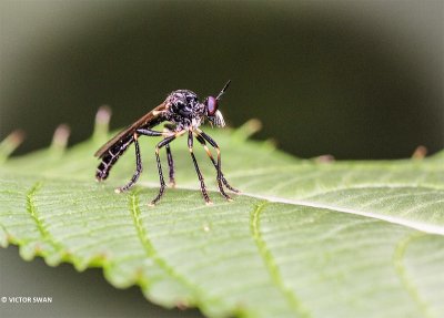 Glimmende bladjager - Dioctria cothurnata.JPG