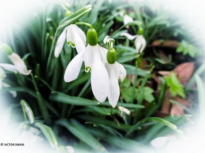 Gewoon sneeuwklokje - Galanthus nivalis.JPG