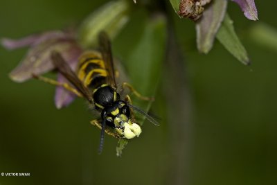 Gewone wesp - Vespula vulgaris.JPG