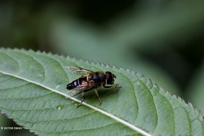Blinde bij - Eristalis tenax.JPG