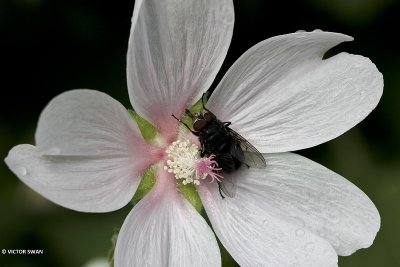 Bromvlieg onbekend - Calliphora spec. .JPG
