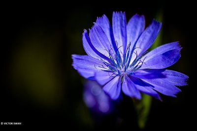 Wilde cichorei - Cichorium intybus .JPG