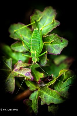 Struiksprinkhaan - Leptophyes punctatissima .JPG
