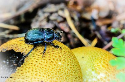 Bosmestkever - Geotrupes stercorosus.JPG