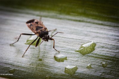 Gewone rookwants - Rhyparochromus vulgaris.JPG