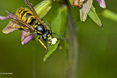 Gewone wesp - Vespula vulgaris .JPG