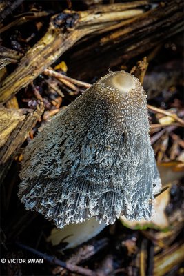 Hazenpootje - Coprinopsis lagopus.JPG