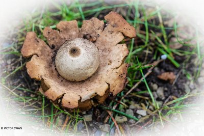 Gekraagde aardster - Geastrum triplex.JPG