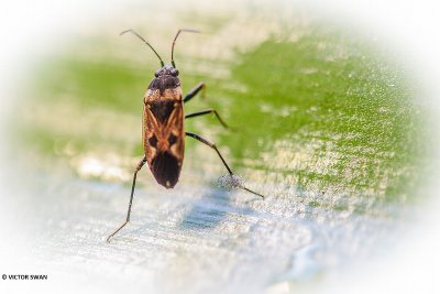 Gewone rookwants - Rhyparochromus vulgaris.JPG