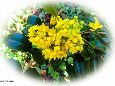 Mahonie - Berberis aquifolium.JPG