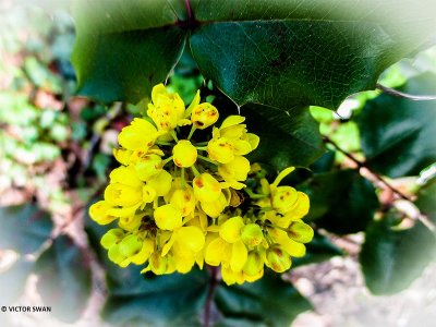 Mahonie - Berberis aquifolium.JPG