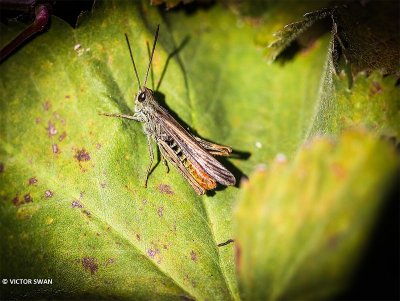 Bruine sprinkhaan - Chorthippus brunneus.JPG