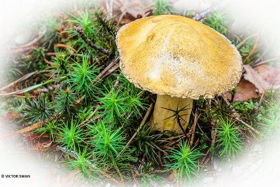 Fijnschubbige boleet - Suillus variegatus.JPG