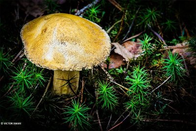 Fijnschubbige boleet - Suillus variegatus.JPG