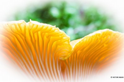 Hanenkam - Cantharellus cibarius.JPG