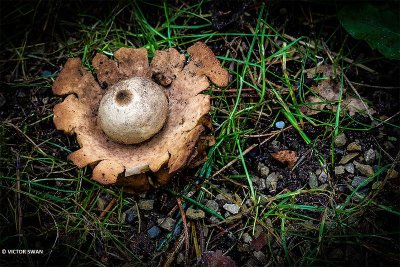 Gekraagde aardster - Geastrum triplex.JPG