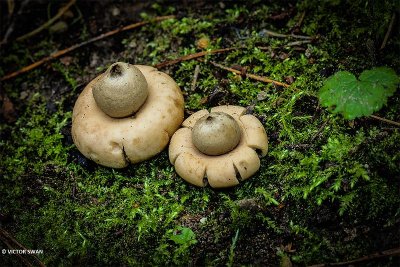 Gewimperde aardster - Geastrum fimbriatum.JPG