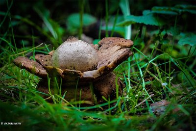 Gekraagde aardster - Geastrum triplex.JPG