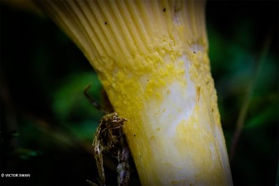 Hanenkam - Cantharellus cibarius.JPG