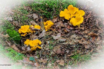 Hanenkam - Cantharellus cibarius.JPG