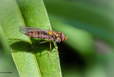 Snorzweefvlieg - Episyrphus balteatus.JPG