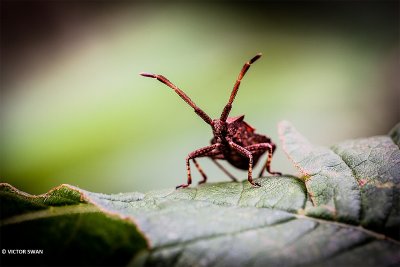 Zuringrandwants - Coreus marginatus.JPG