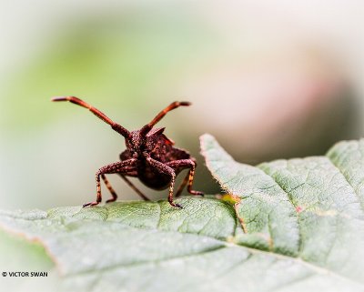 Zuringrandwants - Coreus marginatus.JPG