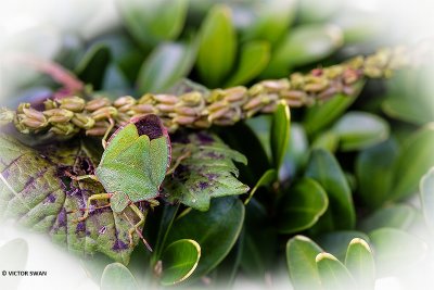 Groene schildwants - Palomena prasina.JPG
