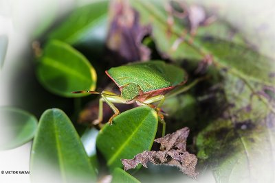 Groene schildwants - Palomena prasina.JPG
