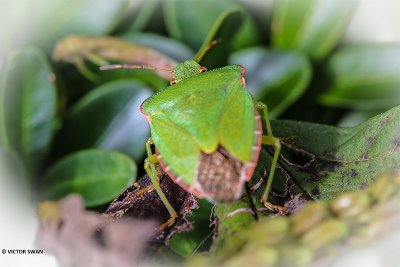 Groene schildwants - Palomena prasina.JPG