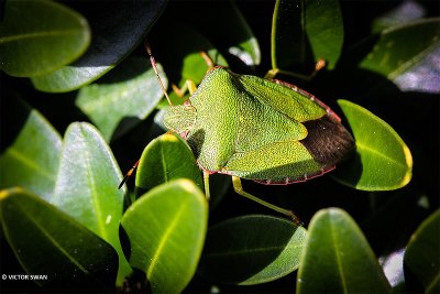 Groene schildwants - Palomena prasina.JPG