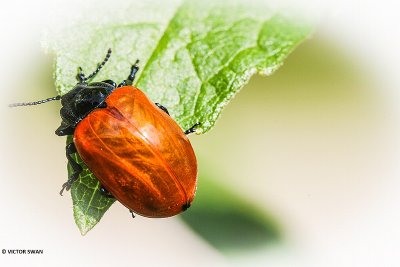Grote Populierenhaan - Chrysomela populi.JPG
