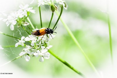 Bramenbladwesp - Arge cyanocrocea.JPG