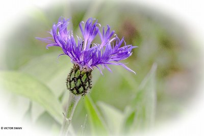 Grote centaurie - Centaurea scabiosa.JPG