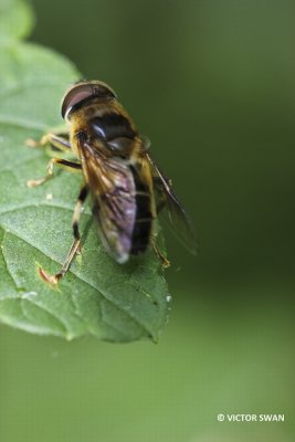 Kegelbijvlieg - Eristalis pertinax.JPG