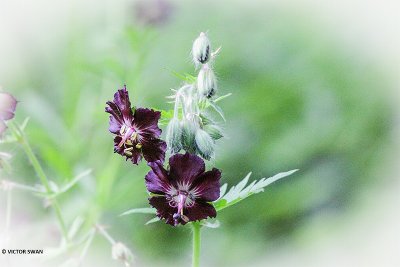 Donkere ooievaarsbek - Geranium phaeum.JPG