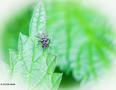 Anthomyia procellaris.JPG