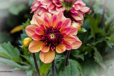 Dahlia-Crème de Cognac.JPG