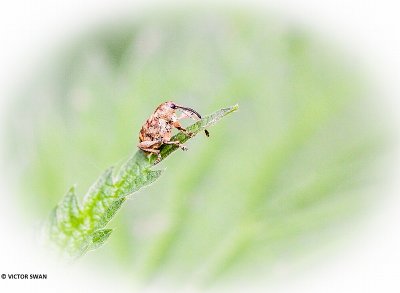 Kleine eikelboorder - Curculio glandium.JPG