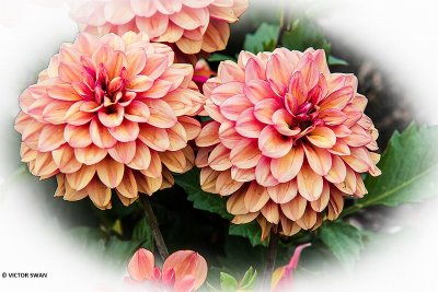 Dahlia-Crème de Cognac.JPG