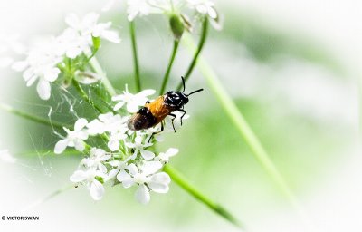 Bramenbladwesp - Arge cyanocrocea.JPG