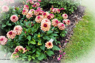 Dahlia-Crème de Cognac.JPG