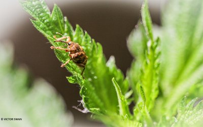 Kleine eikelboorder - Curculio glandium.JPG
