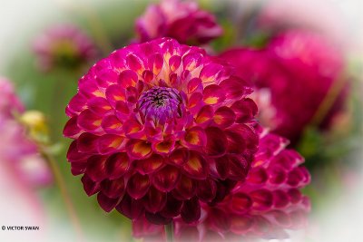 Dahlia-Jowey Joshua.JPG