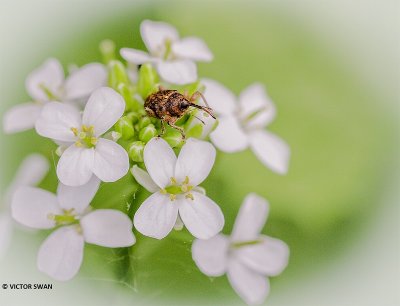 Kleine eikelboorder - Curculio glandium.JPG