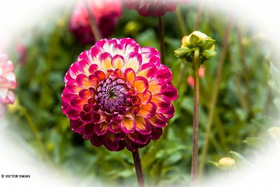 Dahlia-Jowey Joshua.JPG